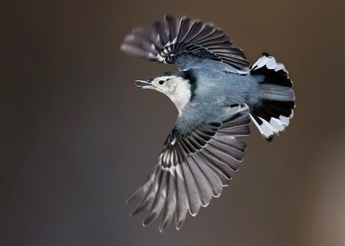 Nuthatch Greeting Card featuring the photograph White-breasted nuthatch in flight by Mircea Costina Photography