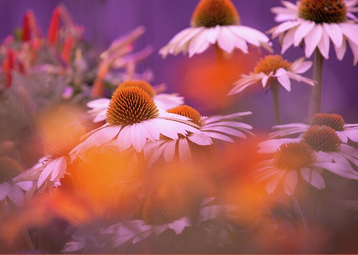 Art Greeting Card featuring the photograph White Coneflowers by Joan Han