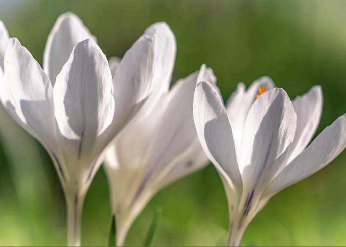 Spring Greeting Card featuring the photograph White Crocus by Framing Places