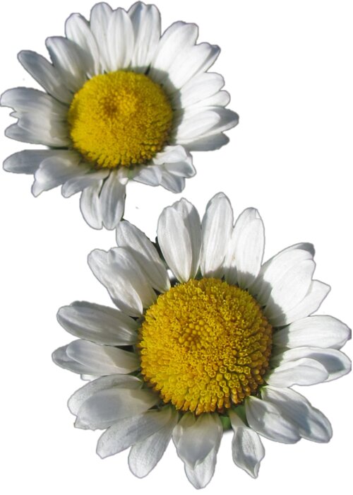 White Daisies Greeting Card featuring the photograph White Daisies Flower Best for Shirts by Delynn Addams