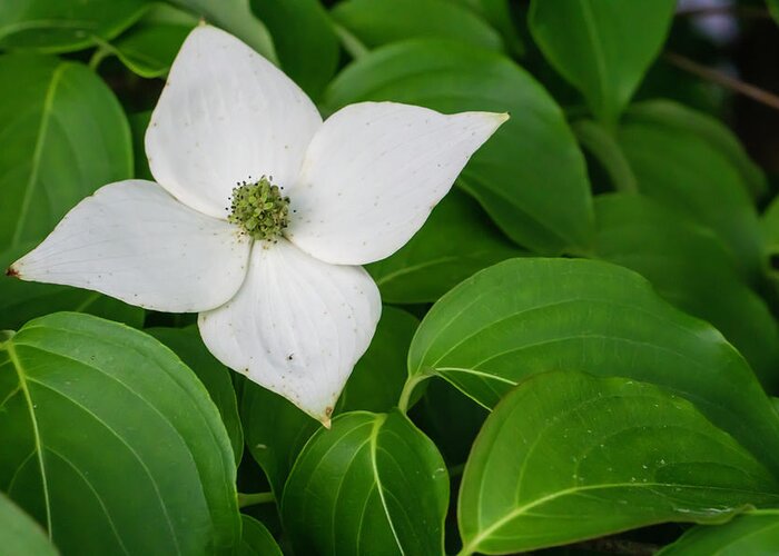 Kousa Greeting Card featuring the photograph White Dogwood Flower by Jason Fink