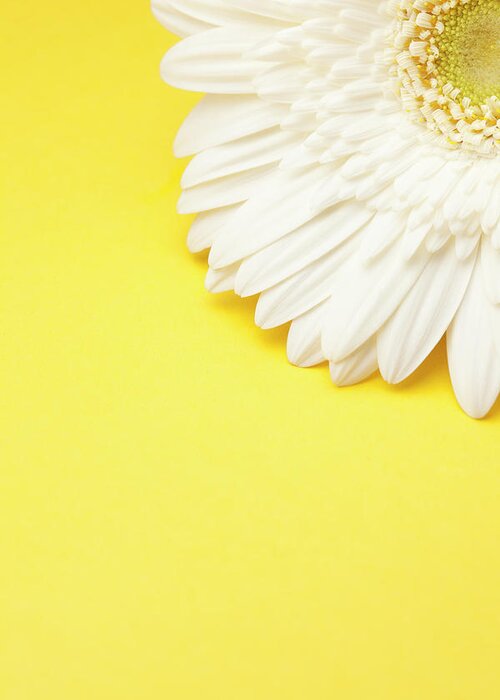 Petal Greeting Card featuring the photograph White Gerbera Daisy With Yellow by Jill Fromer