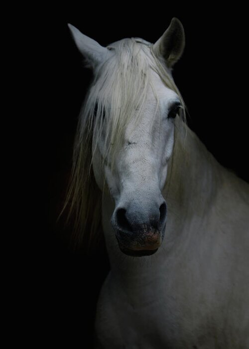 Horse Greeting Card featuring the photograph White Horse In Shadow by Christiana Stawski