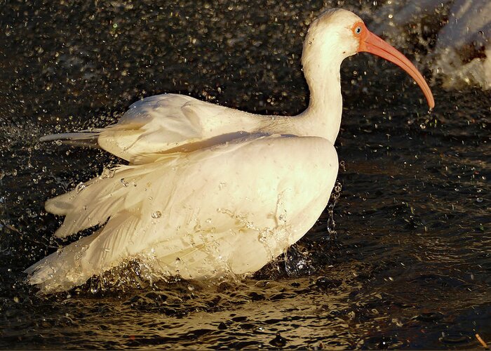 Birds Greeting Card featuring the photograph White Ibis Taking a Bath by Margaret Zabor