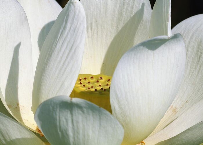 Nature Greeting Card featuring the photograph White Lotus Flower by Sheila Brown