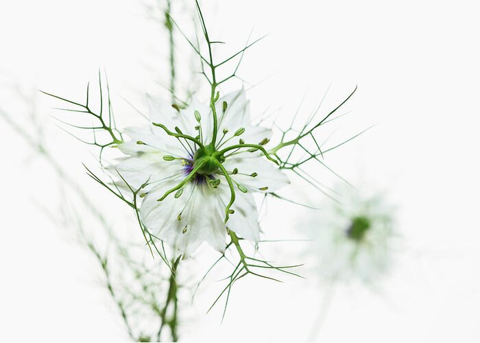 Tranquility Greeting Card featuring the photograph White Love-in-a-mist Nigella Damascena by Mike Hill