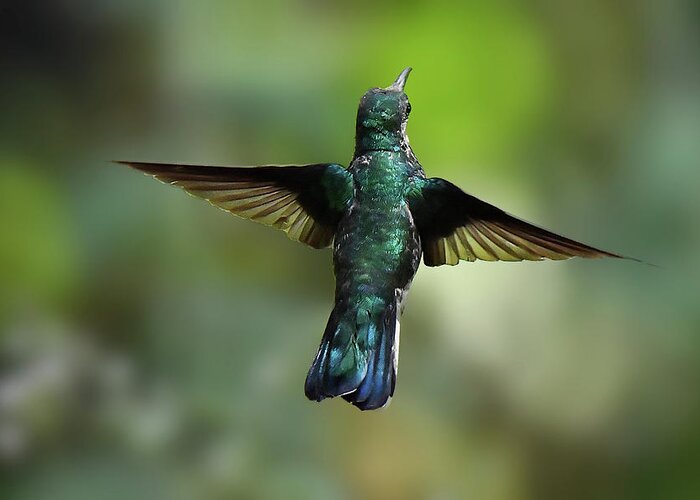 Hummingbirds Greeting Card featuring the photograph White-necked Jacobin Hovers by Alan Lenk
