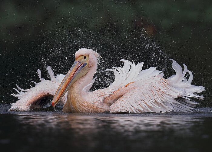 Pelican Greeting Card featuring the photograph White Pelican by C.s.tjandra