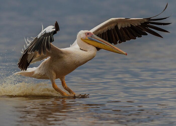 Kenya Greeting Card featuring the photograph White Pelican Landing by Manoj Shah