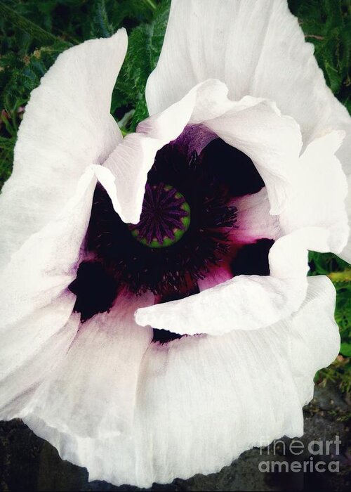 White Poppy Greeting Card featuring the photograph White Poppy by Joan-Violet Stretch
