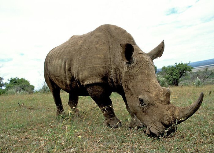 Horned Greeting Card featuring the photograph White Rhino by David Cayless