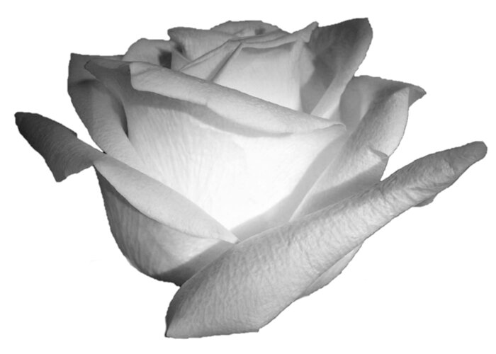 White Greeting Card featuring the photograph White Rose Cropped Best for Shirts by Delynn Addams