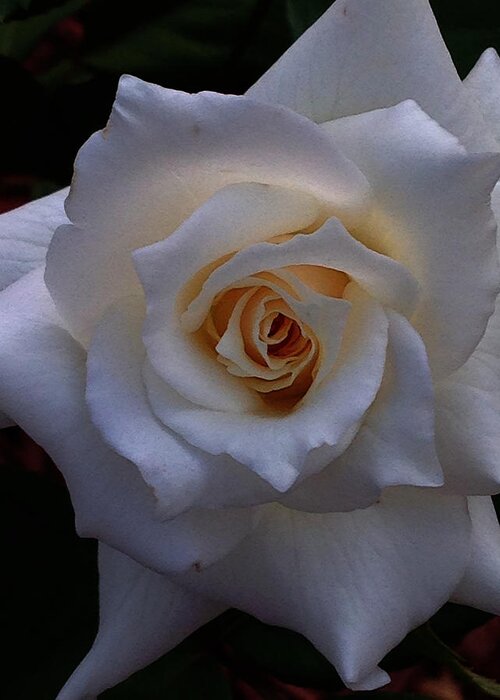 Art Greeting Card featuring the photograph White Rose by Jeff Iverson