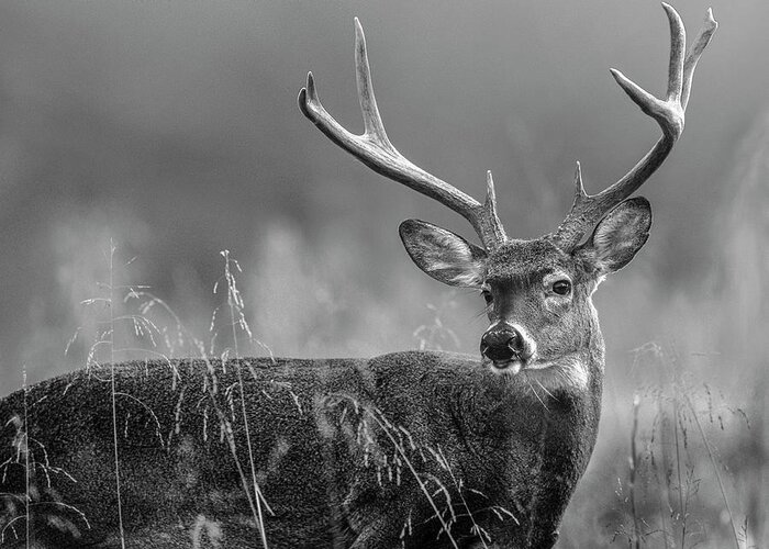 Disk1215 Greeting Card featuring the photograph White-tail Buck by Tim Fitzharris