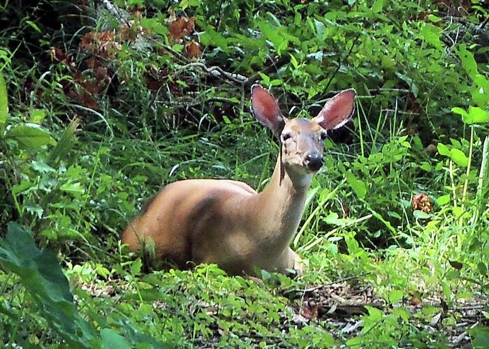 Animals Greeting Card featuring the photograph White Tail Doe by Karen Stansberry