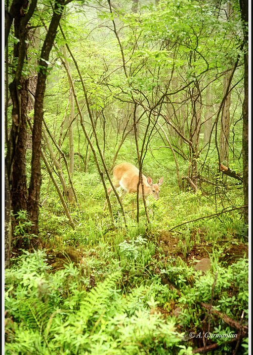 White-tailed Deer Greeting Card featuring the photograph White-tailed Deer in a Misty, Pennsylvania Forest by A Macarthur Gurmankin