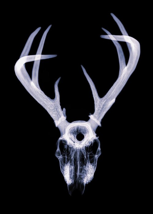 Kansas Greeting Card featuring the photograph White-tailed Deer x-ray 001 by Rob Graham