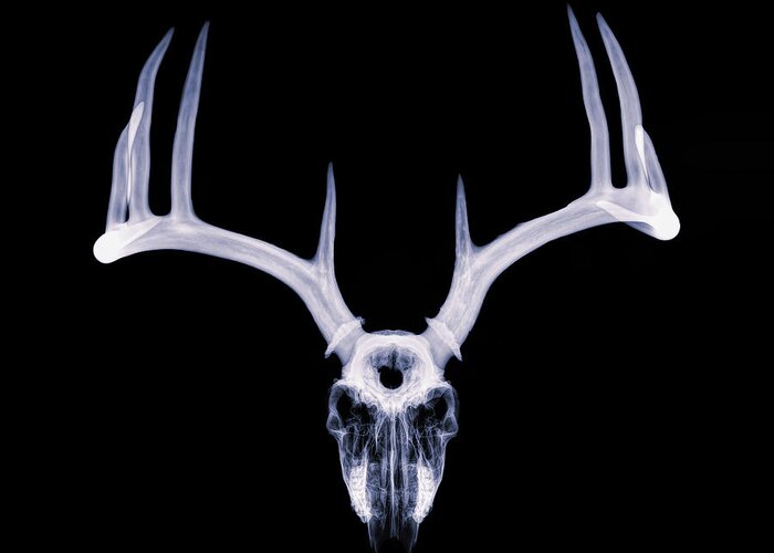 Kansas Greeting Card featuring the photograph White-tailed Deer x-ray 009 by Rob Graham