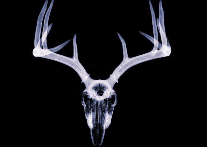 Kansas Greeting Card featuring the photograph White-tailed Deer x-ray 011 by Rob Graham