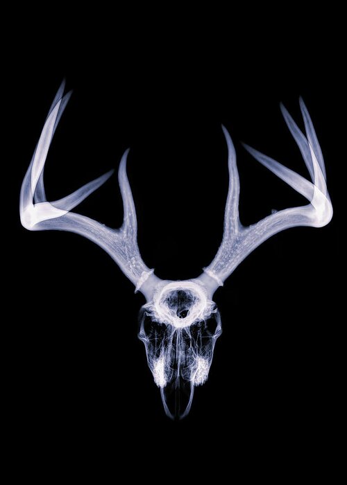 Kansas Greeting Card featuring the photograph White-tailed Deer x-ray 012 by Rob Graham