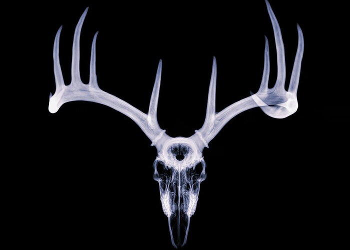 Kansas Greeting Card featuring the photograph White-tailed Deer x-ray 013 by Rob Graham