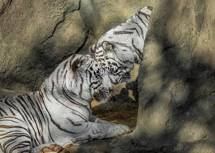 White Tiger Headbutt Greeting Card featuring the photograph White Tiger Headbutt by Galloimages Online