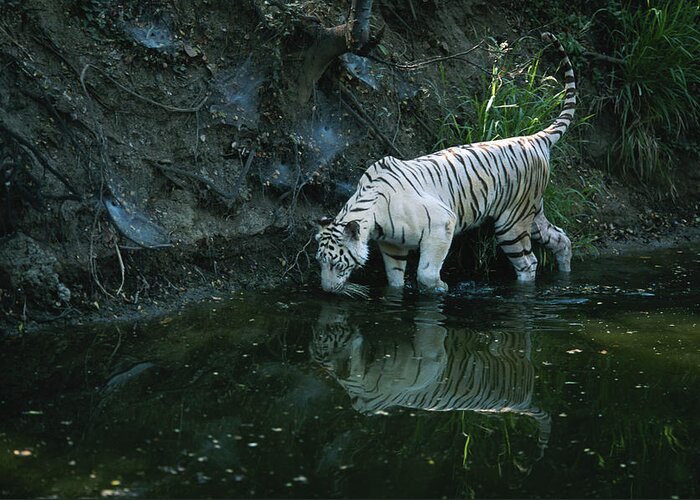 White Tiger Greeting Card featuring the photograph White Tiger Panthera Tigris Drinking by Anup Shah