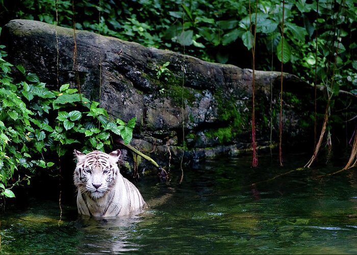White Tiger Greeting Card featuring the photograph White Tiger by Sundaram D Nishanka . Photo By Nish. Sd Nish