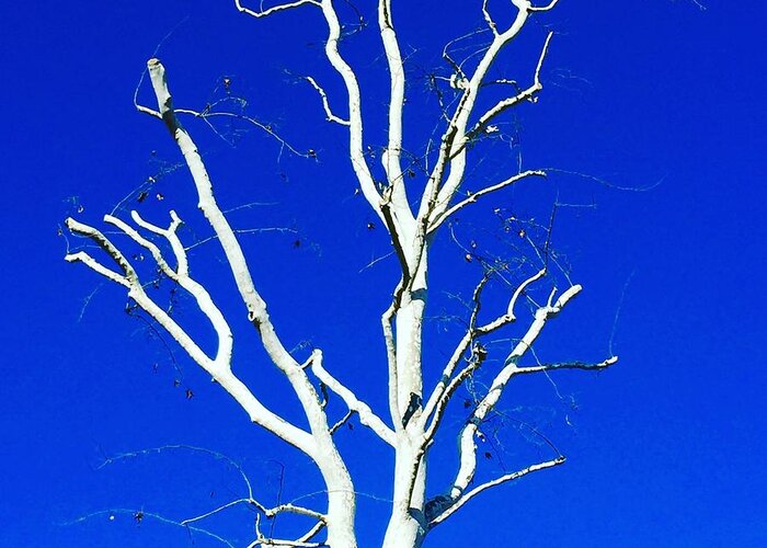 Blue Greeting Card featuring the photograph White Tree by Suzanne Lorenz