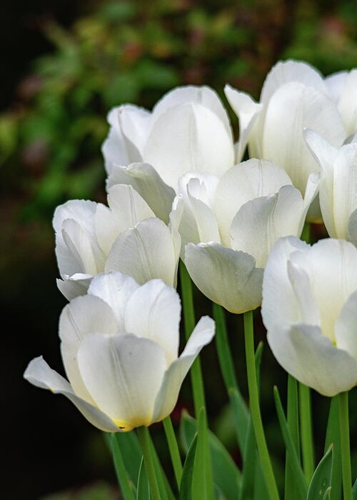 White Greeting Card featuring the photograph White Tulips Vertical by Mary Ann Artz