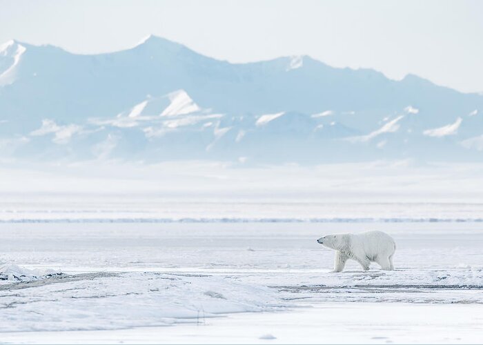Polarbear Greeting Card featuring the photograph White World by Eiji Itoyama