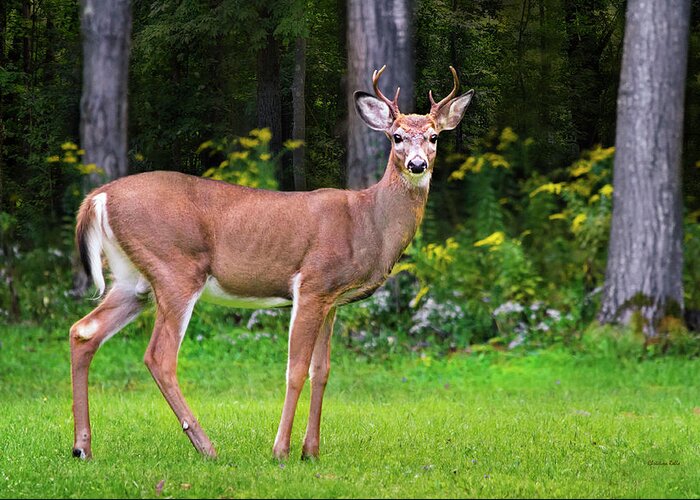 Whitetail Deer Greeting Card featuring the photograph Whitetail Deer Buck by Christina Rollo