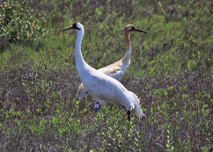 Aransas National Wildlife Refuge Greeting Card featuring the photograph Whooping Crane With Chick Grus Americana by Louise Heusinkveld