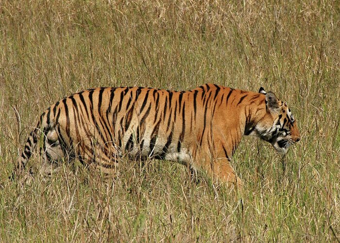 Grass Greeting Card featuring the photograph Wild Bengal Tiger, Kanha India by Milehightraveler