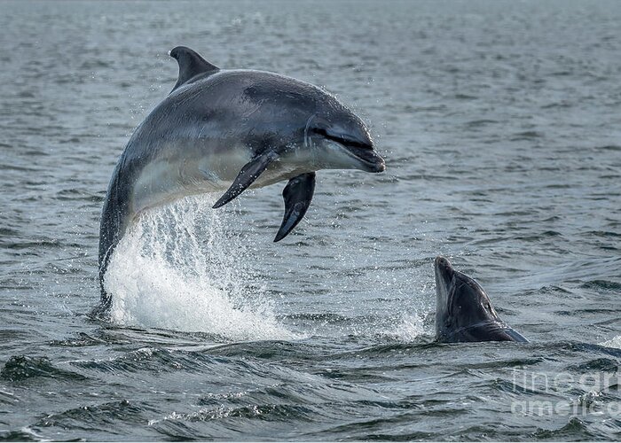 Animal Greeting Card featuring the photograph Wild Bottlenose Dolphins At Inverness Moray Firth In Scotland by Andreas Berthold