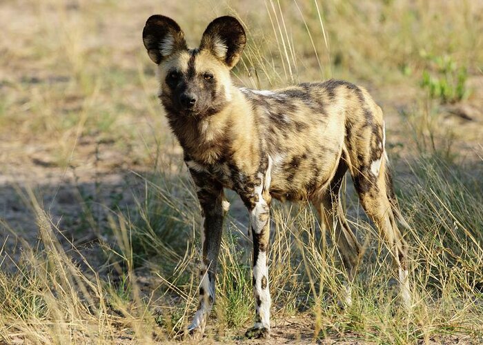 Africa Greeting Card featuring the photograph Wild Dog (lycaon Pictus). Grassland by Roger De La Harpe