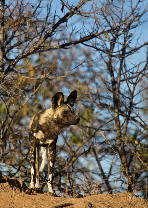 Africa Greeting Card featuring the photograph Wild Dog (lycaon Pictus). Hoedspruit by Roger De La Harpe