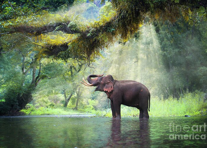 Beam Greeting Card featuring the photograph Wild Elephant In The Beautiful Forest by Bundit Jonwises