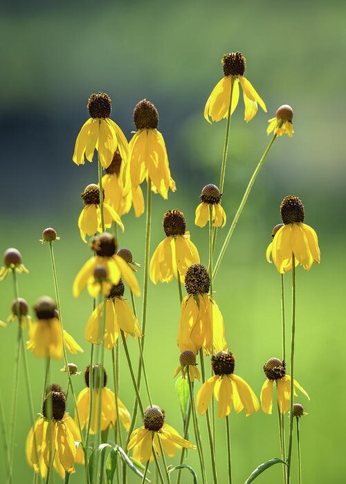 Black Eyed Susans Greeting Card featuring the photograph Wild Flowers by Michelle Wittensoldner