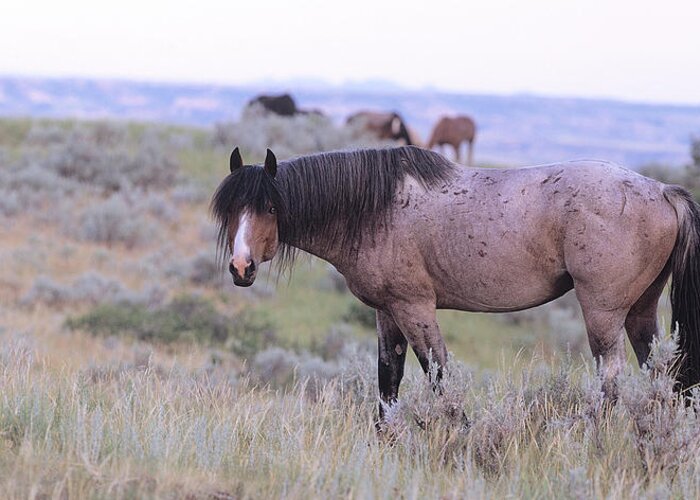 Wild Horses Greeting Card featuring the photograph Wild Horses 22 by Gordon Semmens