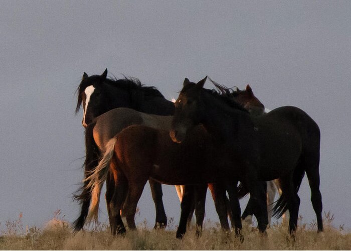 Wild Horse Greeting Card featuring the photograph Wild Horses in Ute Country #3 by Jonathan Thompson