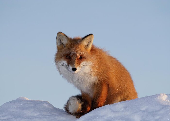 Snow Greeting Card featuring the photograph Wild Kind Fox by Dmitrynd