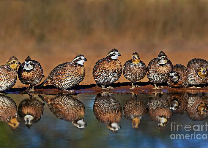 Dave Welling Greeting Card featuring the photograph Wild Northern Bobwhite Colinas Virginianus Texas by Dave Welling