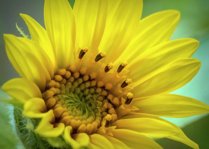 Sunflower Greeting Card featuring the photograph Wild Sunflower by Cathy Kovarik