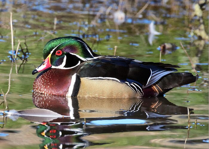Wood Duck Greeting Card featuring the photograph Wild Wood Duck on the Old Mill Pond by Kathleen Bishop
