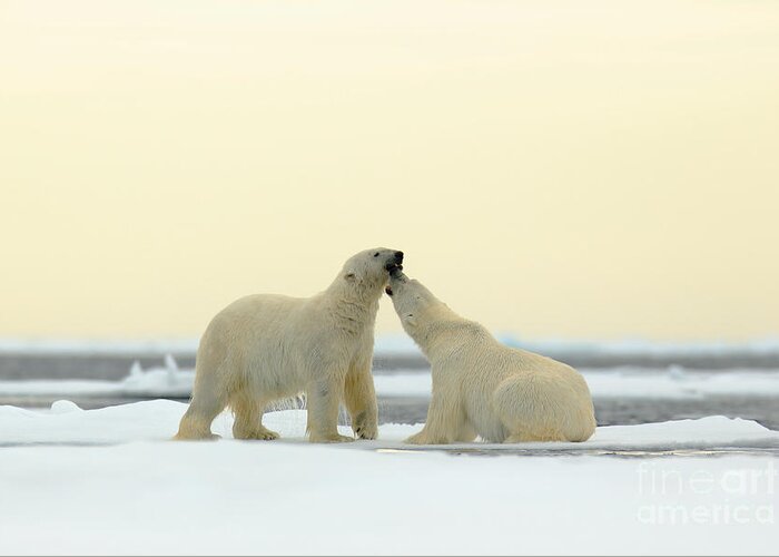 Love Greeting Card featuring the photograph Wildlife Scene From The Arctic Couple by Ondrej Prosicky