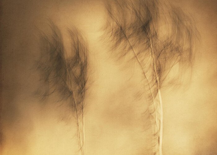 Sepia Greeting Card featuring the photograph Wind by Gustav Davidsson