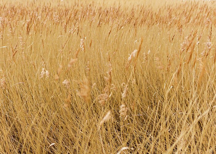 Grass Greeting Card featuring the photograph Windswept Grass by Tanya C Smith