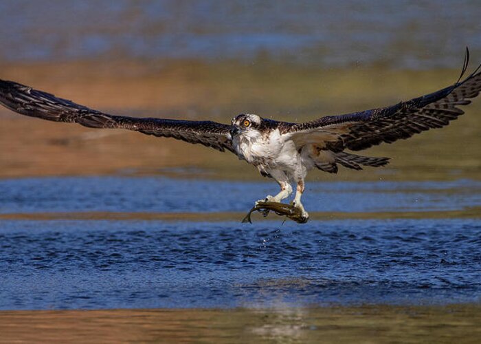 Osprey Greeting Card featuring the photograph Wings by Beth Sargent