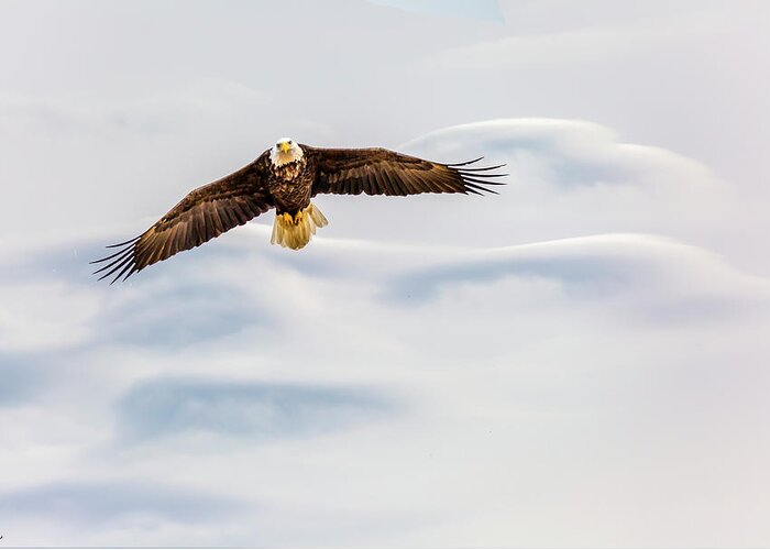 Eagle Greeting Card featuring the photograph Wings on High by David Wagenblatt